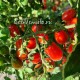 Сорт томата Datterini red (Даттерини красные), Италия