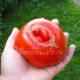 Бразильский Великан - крупноплодный красный томат