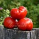 Бразильский Великан - крупноплодный красный томат