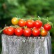 Сорт томата  Gardener's Delight (Восторг Садовника, Германия)