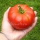 Сорт томата Жар-Горящие угли
