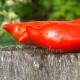 Сорт томата Jersey Devil (Дьявол Джерси), США