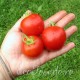 Сорт томата Кавказская Лиана