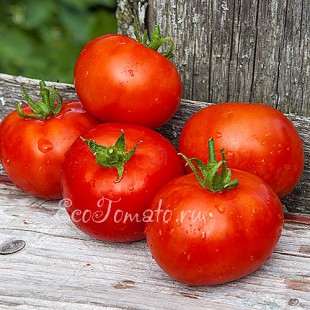 Сорт томата Королева Рынка