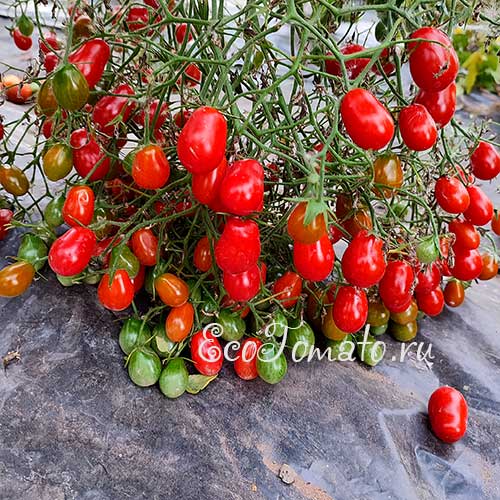 Kozula 14 (Козула 14), Польша - купить семена томатов, фото, описание,характеристики сорта.