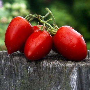 Сорт томата Красная Ягода