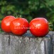 Сорт томата Красный сентябрь