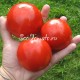 Сорт томата Красный сентябрь