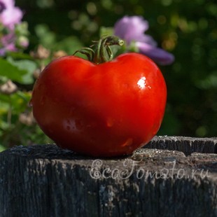Сорт томата Красный Глобус