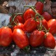 Сорт томата Кубанские сливы