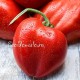 Сорт томата Ладошки