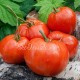 Сорт томата Минусинские шары красные