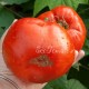 Сорт томата Минусинские шары красные