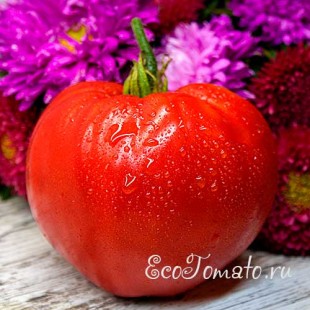 Сорт томата Минусинское урожайное сердце
