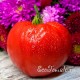 Сорт томата Минусинское урожайное сердце