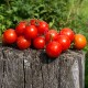 Сорт томата Нитка красного жемчуга