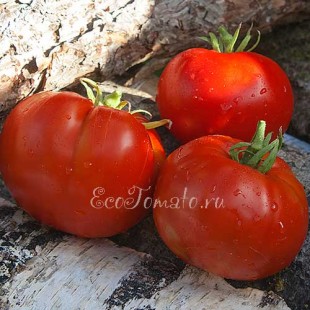 Сорт томата Обуховские красные