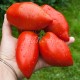 Сорт томата Перцевидный Красный