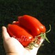 Сорт томата Перцевидный Красный