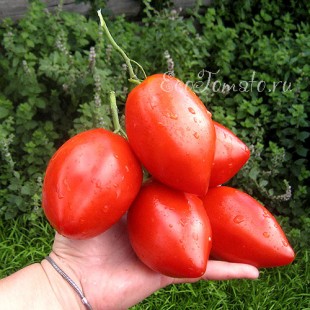 Сорт томата Подсинская Лиана