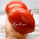Сорт томата Подсинская Лиана