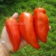 Сорт томата Polish Linguisa (Полиш Лингвиза), Польша