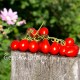 Сорт томата Red Pear (Красная груша), Италия