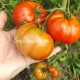 Сорт томата Rosiile casei Dubles (Помидоры дома Дублеш)