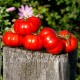 Сорт томата Shaker's Large Red (Большой красный Шейкера, США)