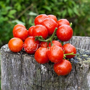 Сорт томата Сладкая гроздь