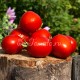 Сорт томата Слива огородная