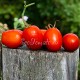 Сорт томата Слива огородная