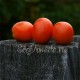 Сорт томата Снегопад (Долгохранящийся)