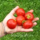 Сорт томата Stad tomate (Городской томат, Германия)