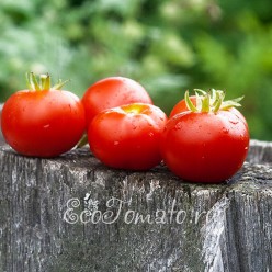 Stad tomate (Стад томат / Городской томат, Германия)
