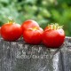 Сорт томата Stad tomate (Городской томат, Германия)