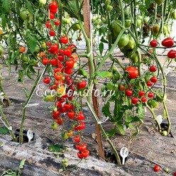 Tomatoberry (Томатоберри / Клубничка)