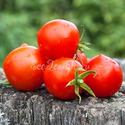 Tomatoberry (Томатоберри / Клубничка)
