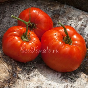 Сорт  томата Вологодский Урожайный