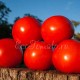 Якирото редкий сорт томата