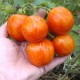 Сорт томата К 54-76, Украина