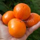 Сорт томата Рыжастик Нубиру