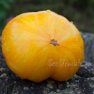 Сорт томата Yellow Radiance (Желтое Сияние), США