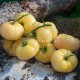 Сорт томата Duggin White (Даггин белый), США