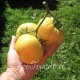 Сорт томата Снежно-Белый