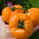 Сорт томата Apricot Brandywine (Абрикосовый Брендивайн), США