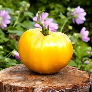 Сорт томата Big Zac Yellow (Большай Зак желтый), США