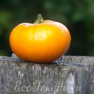 Сорт томата Brandywine Yellow (Брендивайн желтый), США