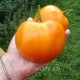 Сорт томата Бычье сердце желтое, Минусинское