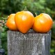 Сорт томата Бычье сердце оранжевое, Минусинское